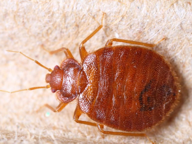 番禺虫害防治站有5种办法教你怎么杀死臭虫