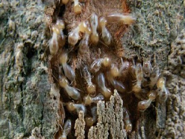 荔湾预防白蚁站教你厨房灭蚂蚁的7个小方法