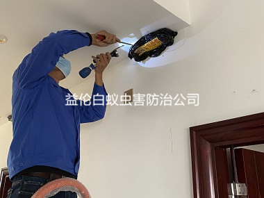 番禺楼房天花板白蚁危害