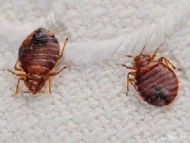 广州消杀四害用什么方法可以彻底消灭臭虫