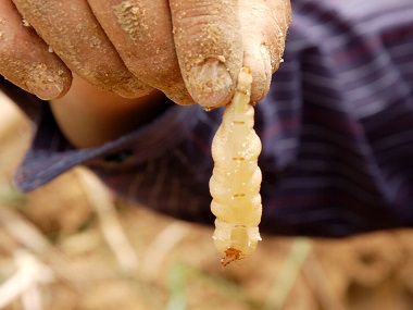 广州虫害防治中心来引见一下白蚁的预防措施