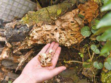 花都白蚁防治中心——白蚁出现在家里意味着什么