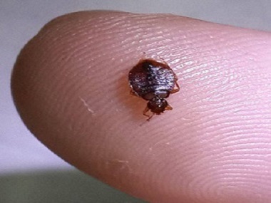 增城害虫防治：家里有臭虫怎么办，告诉你6个有效的防治方法