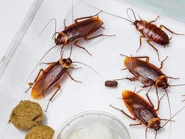 白云除四害公司告诉你怎么正确有效的杀灭蟑螂