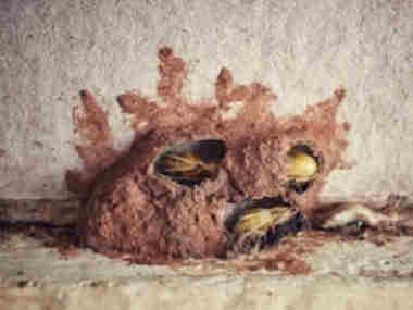 萝岗白蚁防治专家建议装修需要进行预防白蚁