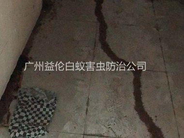 花都芙蓉白蚁防治案例