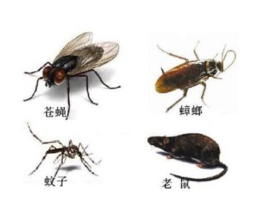 番禺病媒生物防控公司教你怎样更好的除四害