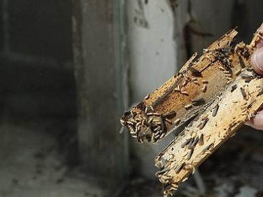 广州预防白蚁站：家庭房屋白蚁危害的主要表现