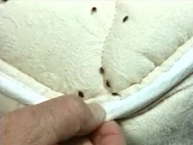 白云除四害公司6种办法助你彻底肃清臭虫