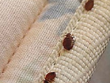 天河杀虫灭鼠站家里有臭虫，怎么样才能快速除掉