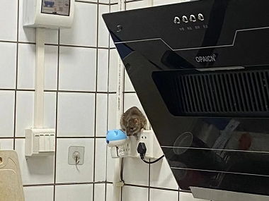 白云杀虫灭鼠中心教你正确使用粘鼠板捕鼠灭鼠