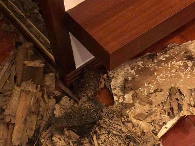 南沙白蚁防治公司用什么药可以除掉白蚁