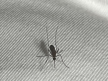 越秀除四害机构如何快速找到房间里的蚊子