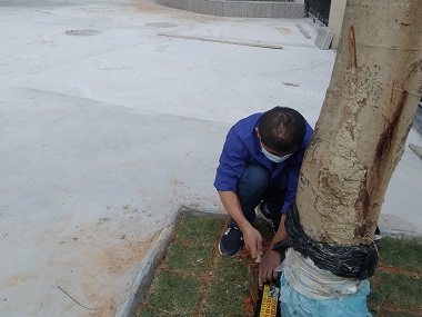 芳村预防白蚁公司白蚁防治的最佳方法是什么