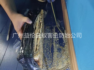 天河体育馆灭治白蚁工程
