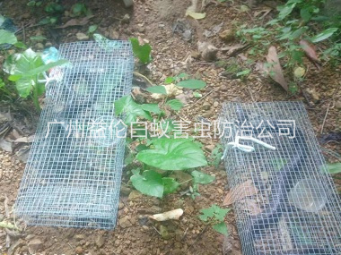 海珠上门驱蛇防蛇工程