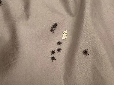 从化消杀虫害——床上有臭虫怎么办？