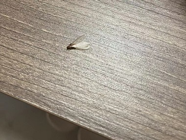 荔湾上门治白蚁机构长得像蚂蚁却有翅膀的是什么蚁