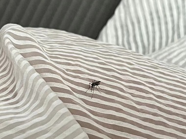 天河蚊子防控中心夏日居家防蚊的小妙招